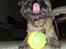 Cairn terrier Fie <3 *VIP* - Fie, december 2008. Charme, selvtillid og lækkert hår!  