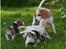 Beagle Gambey - Jeg er blevet "farmand" og leger her med mine 4 hvalpe! 