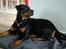 Rottweiler jessie