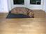 Basset fauve de bretagne Chapper  - en lille lur kan man altid bruge
