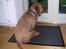 Basset fauve de bretagne Chapper  - Man ved aldrig hvad man kan se udenfor.