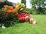 Basset fauve de bretagne Chapper  - En tur i haven er altid godt og man ved aldrig hvad der gemmer sig i en rhododendron