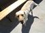 Labrador retriever Spike - 1#