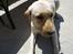 Labrador retriever Spike - 2#