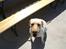 Labrador retriever Spike - 3#
