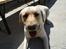 Labrador retriever Spike - 4#