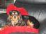 Cavalier king charles spaniel † Cosmo †