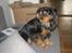 Cavalier king charles spaniel † Cosmo † - 1 år gammel