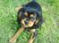 Cavalier king charles spaniel † Cosmo † - Billede af cosmo da han var 14 uger gammel