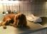 Cocker spaniel Tayson