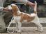 Beagle Gambey - Her er jeg en "lille" hvalp - mor siger, at nu er jeg en "stor" hvalp!