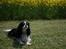 Cavalier king charles spaniel  Gibson  - Maj 08