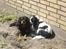 Cavalier king charles spaniel Freja ( RIP)