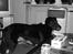 Border collie †R.I.P kvinto† - velkommen til min smukke hund