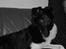 Border collie †R.I.P kvinto† - se hvor smuk han var