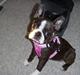 Boston terrier Nala