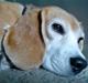 Beagle Amalie :*