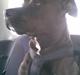 Amerikansk staffordshire terrier Hustler 