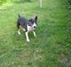 Bullterrier Ulf