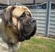 Mastiff Nicolai