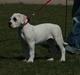 Amerikansk bulldog Upnorth 2nd aka Smilla