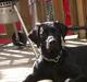 Labrador retriever Samson