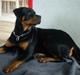 Rottweiler jessie