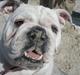 Engelsk bulldog Szhirley