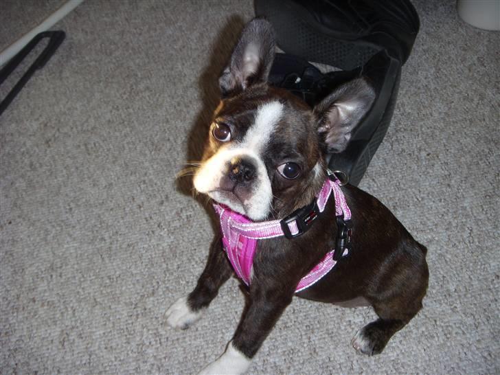 Boston terrier Nala billede 1