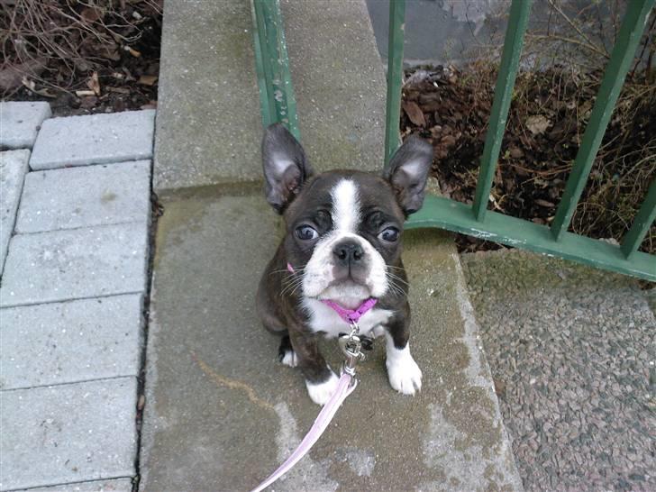 Boston terrier Nala billede 2