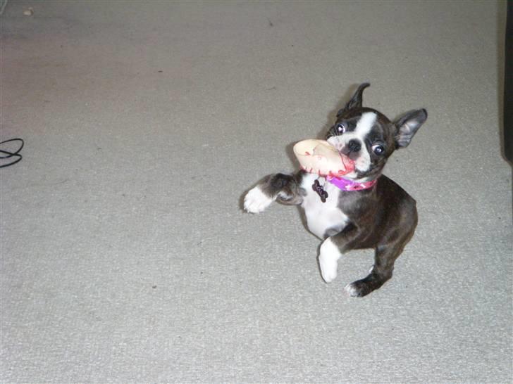 Boston terrier Nala billede 3