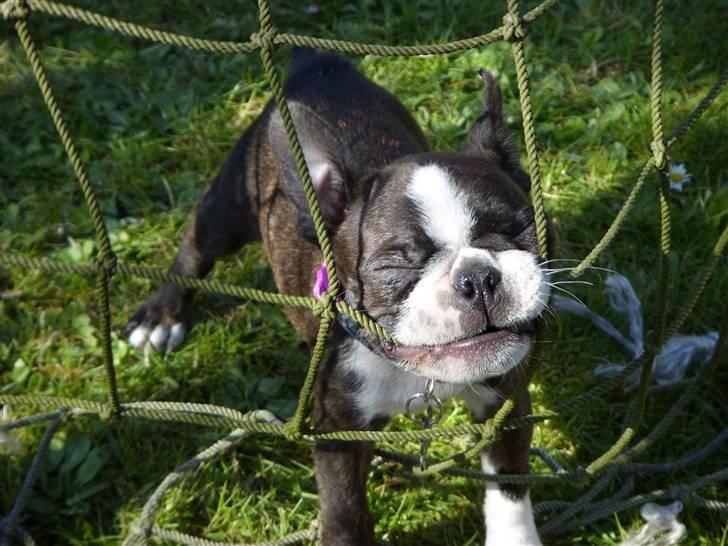 Boston terrier Nala billede 4