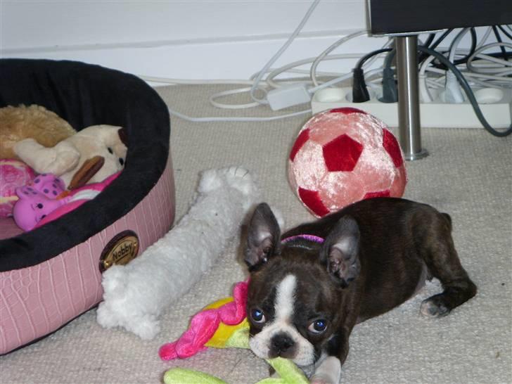 Boston terrier Nala billede 5