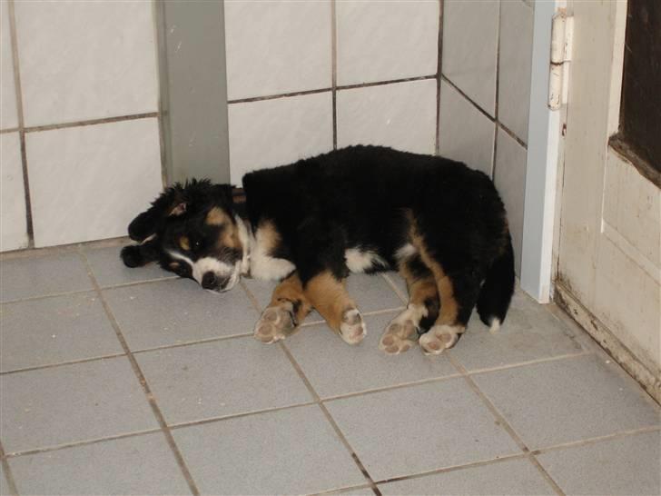 Berner sennenhund Bella - Det er hårdt at lege hele dagen. :) billede 7