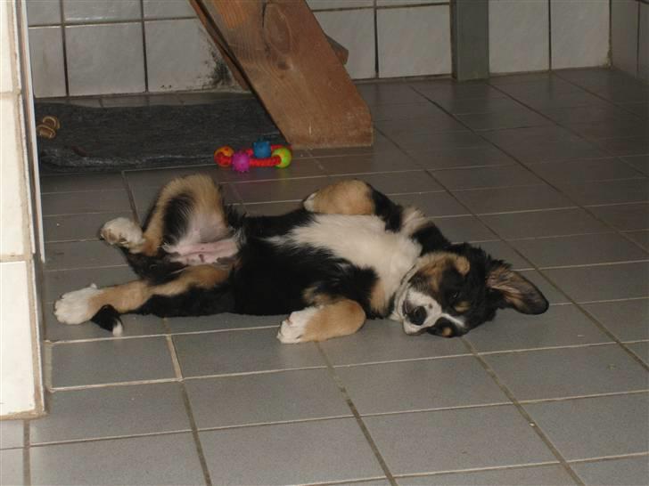 Berner sennenhund Bella - Ligger rigtig og hygger.  billede 8