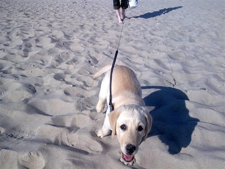 Labrador retriever Sascha *RIP* billede 11