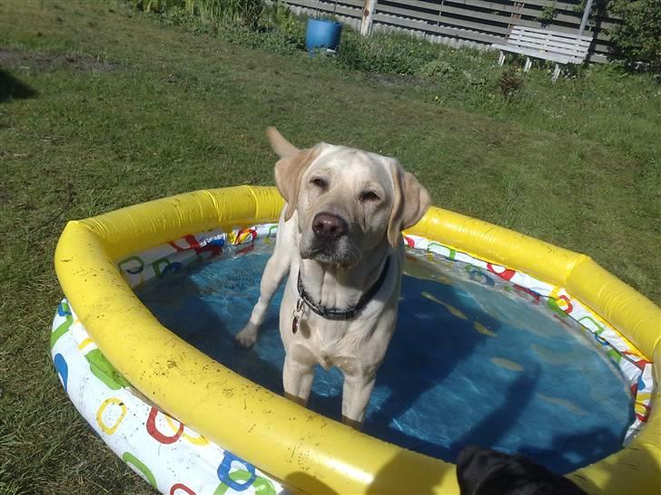 Labrador retriever Sascha *RIP* billede 12