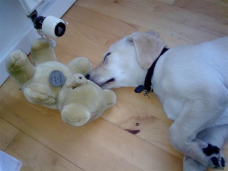 Labrador retriever Sascha *RIP* - Sover sødt med sin bamse billede 13