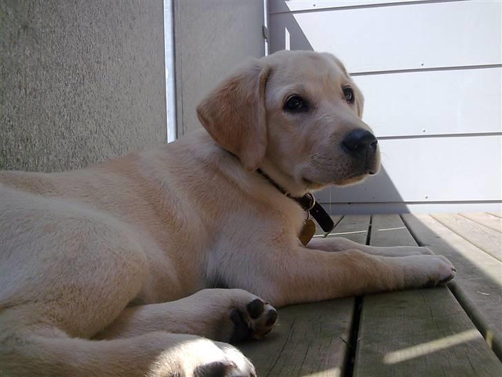 Labrador retriever Sascha *RIP* billede 14