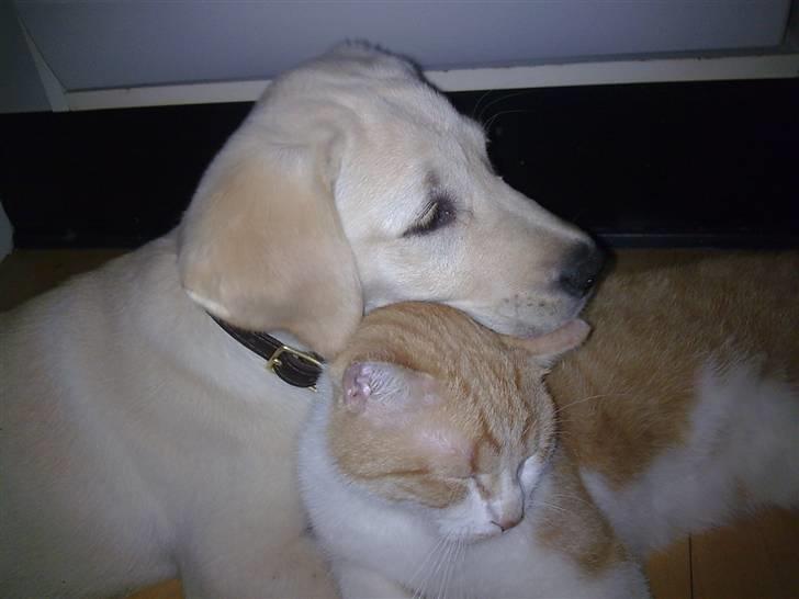 Labrador retriever Sascha *RIP* - Sascha og Linus er gode venner billede 15