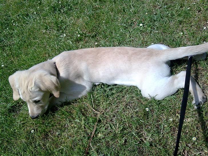 Labrador retriever Sascha *RIP* billede 16