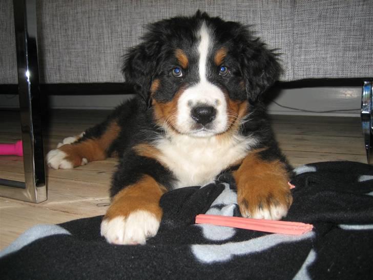 Berner sennenhund Luna - 8 uger :) billede 12