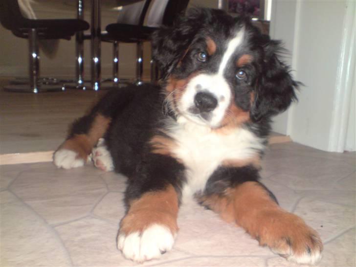 Berner sennenhund Luna - Er jeg ik bare dejlig? billede 13