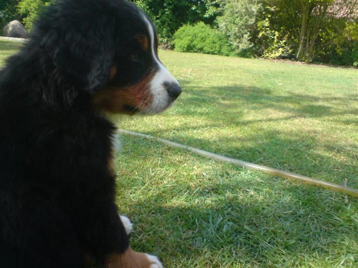 Berner sennenhund Luna - Hmm.. Hvor blev den anden hund af..?! billede 14