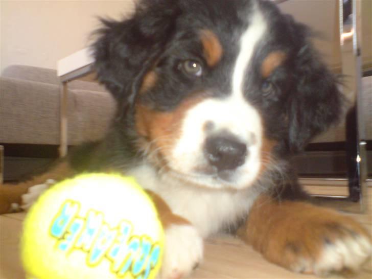 Berner sennenhund Luna billede 15