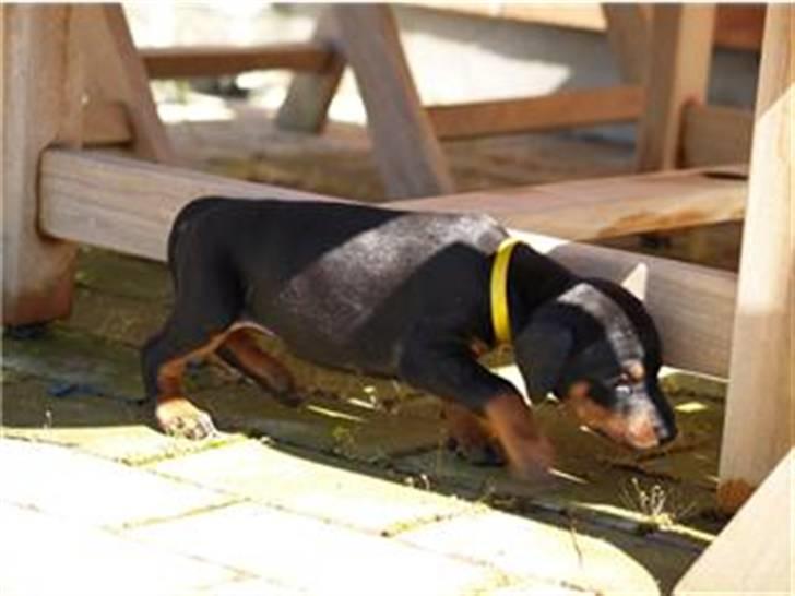 Dobermann *Charming Chick* - Også 5 uger gammel her (-8 billede 2