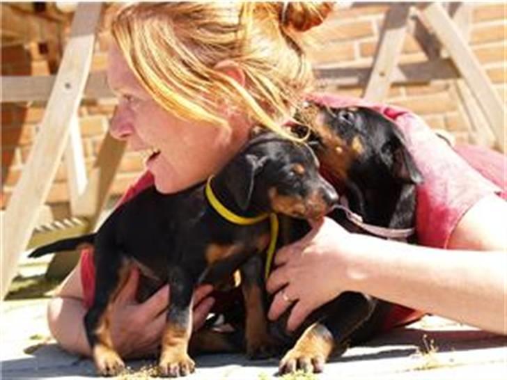 Dobermann *Charming Chick* - Og her (-8 billede 3