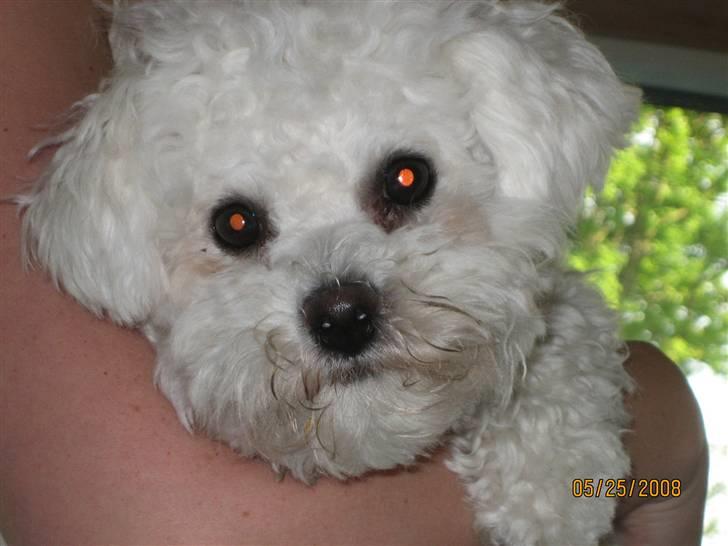 Bichon à poil frisé Luffi - Luffi´s hobby er at sidde på sin mor´s arm :-) billede 1