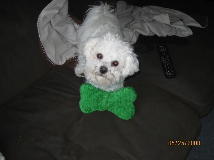 Bichon à poil frisé Luffi - Luffi med sit ynglings legetøj (et tøj-ben med piv i) billede 2