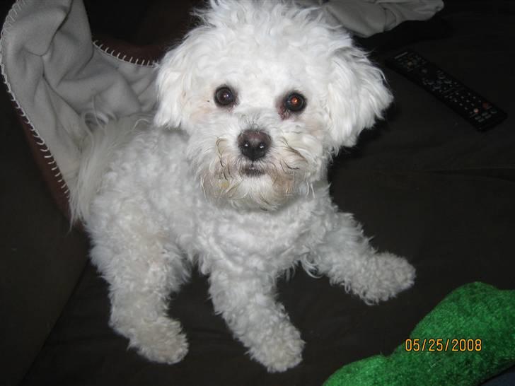 Bichon à poil frisé Luffi - ´´Skal vi lege?´´ billede 3